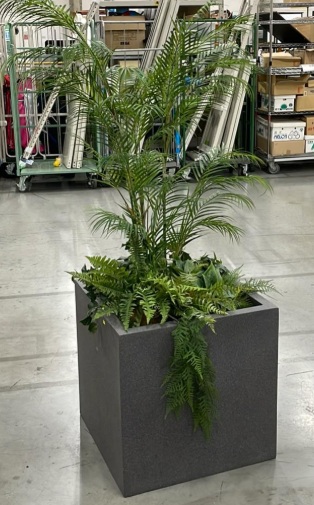 観葉植物